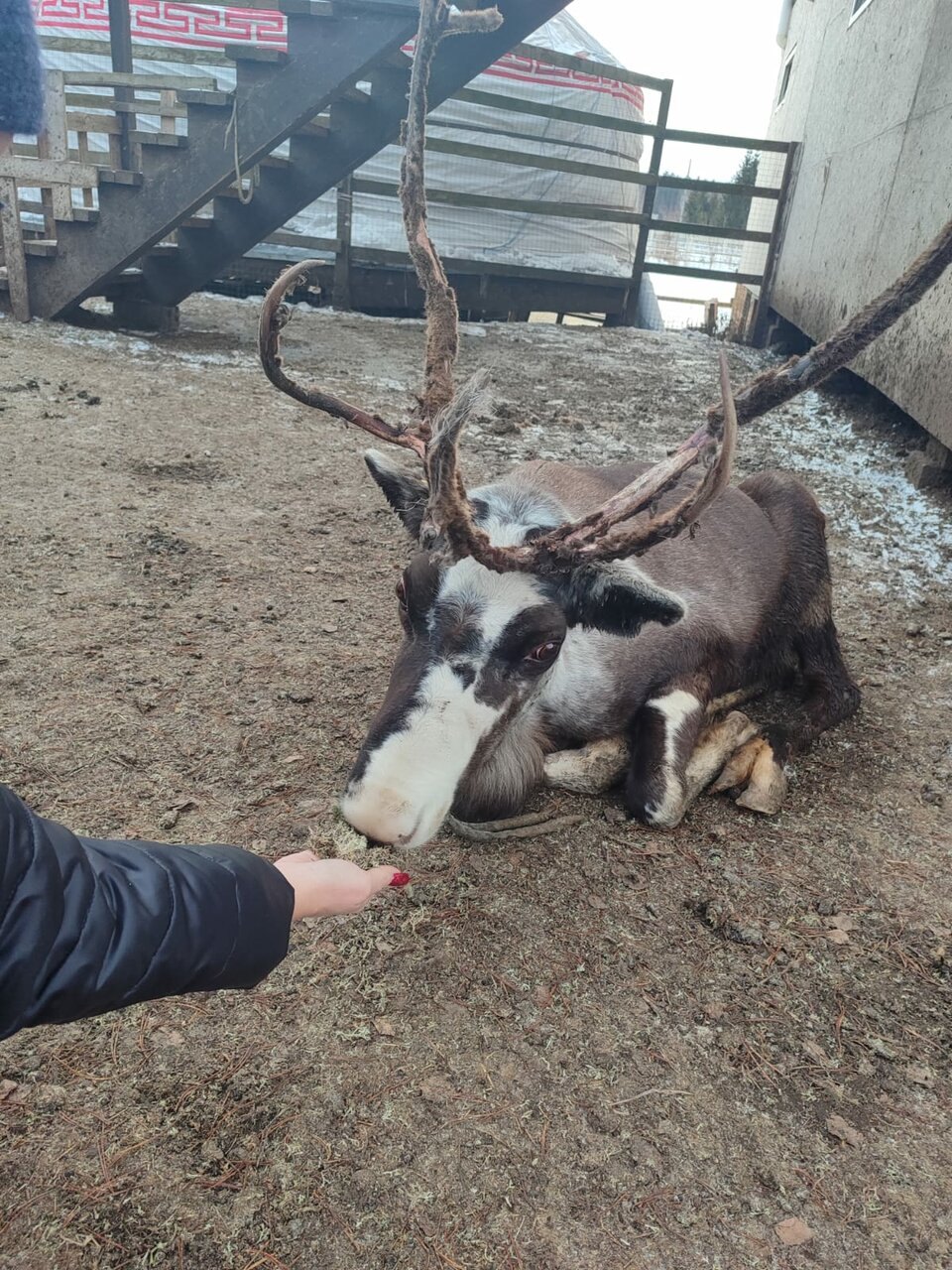 Олень ест с ладони