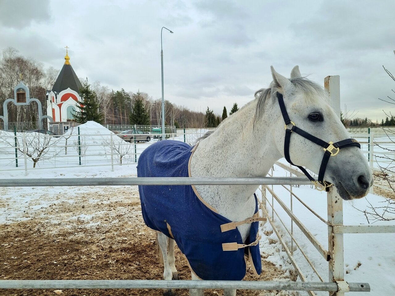 Белая лошадь в синей попоне, за ней часовня