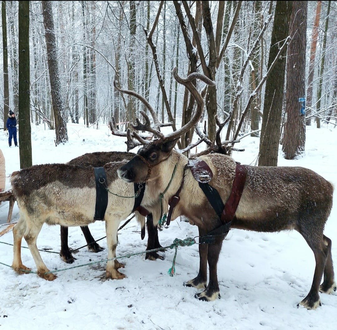 Две запряжённые оленьи упряжки в зимнем лесу