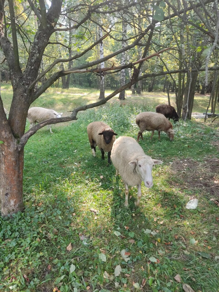 Овцы у загона летом