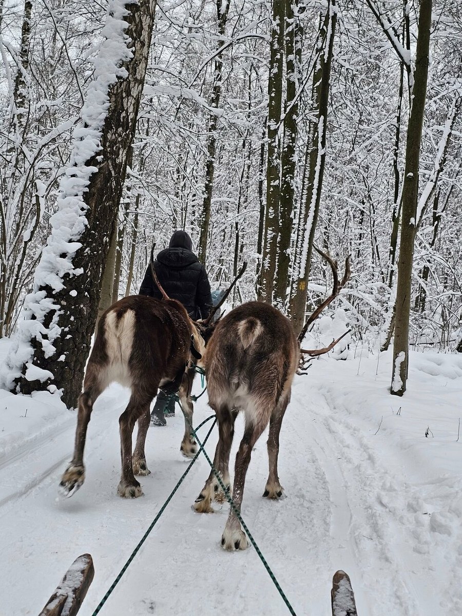 Оленья упряжка в лесу, седок со спины